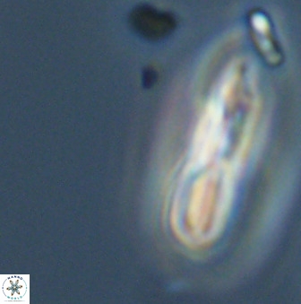Braarudosphaera regularis 40156