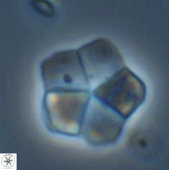 Braarudosphaera regularis 40157