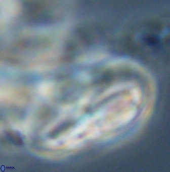 Braarudosphaera regularis 40158