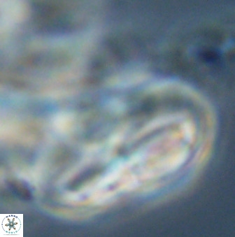 Braarudosphaera regularis 40158