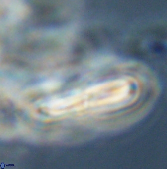 Braarudosphaera regularis 40159