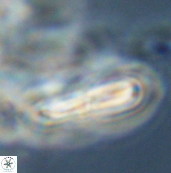 Braarudosphaera regularis 40159