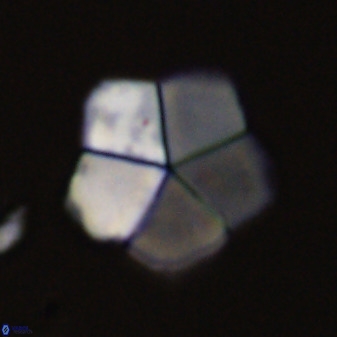 Braarudosphaera regularis 40150