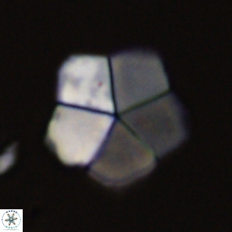Braarudosphaera regularis 40150
