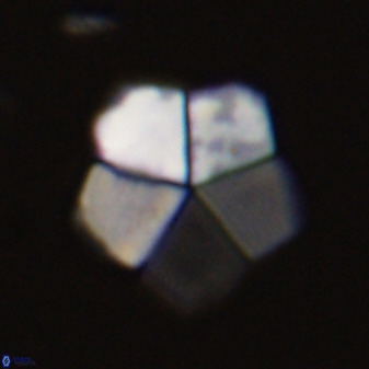 Braarudosphaera regularis 40151