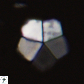 Braarudosphaera regularis 40151