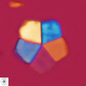 Braarudosphaera regularis 40152