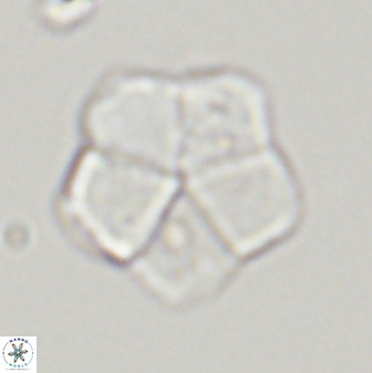 Braarudosphaera regularis 40153