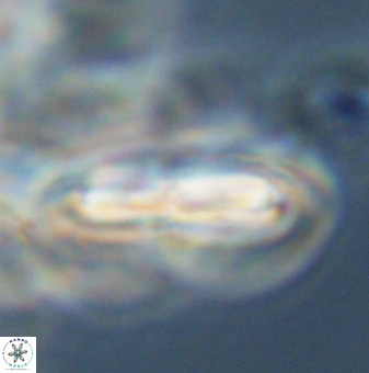 Braarudosphaera regularis 40160