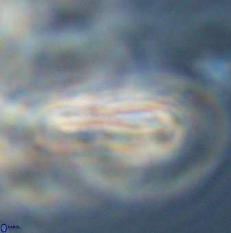 Braarudosphaera regularis 40161