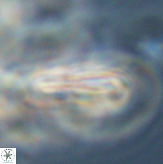 Braarudosphaera regularis 40161