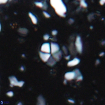 Braarudosphaera wendleriae 7604