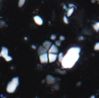 Braarudosphaera wendleriae 7606