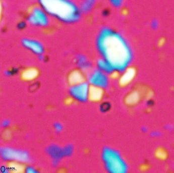 Braarudosphaera wendleriae 7607