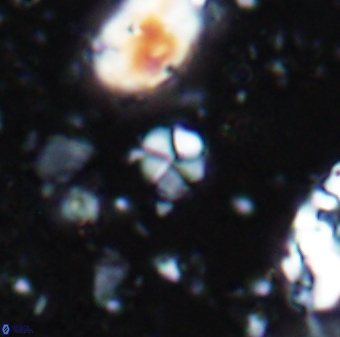 Braarudosphaera wendleriae 7674