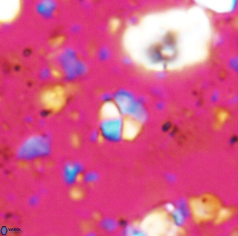 Braarudosphaera wendleriae 7675