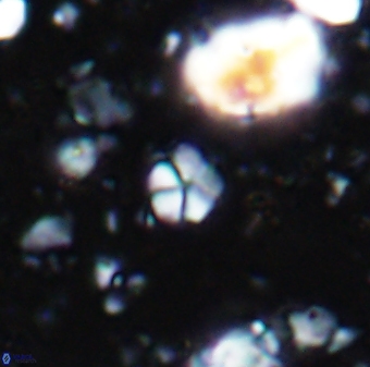 Braarudosphaera wendleriae 7676