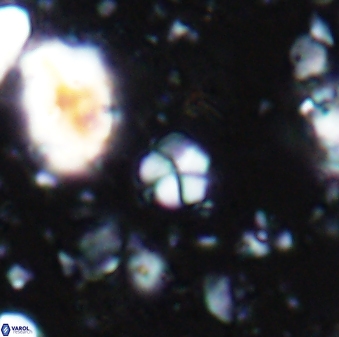 Braarudosphaera wendleriae 7672