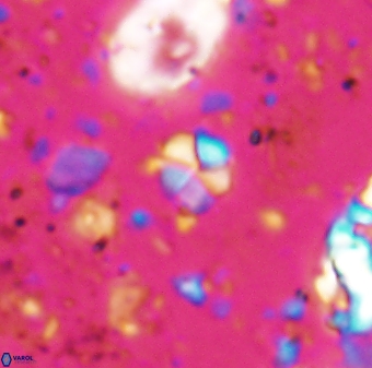 Braarudosphaera wendleriae 7673