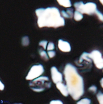 Braarudosphaera wendleriae 13175