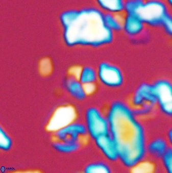 Braarudosphaera wendleriae 13176