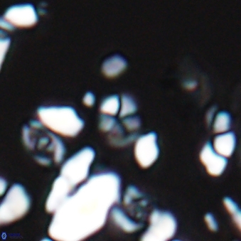 Braarudosphaera wendleriae 13177