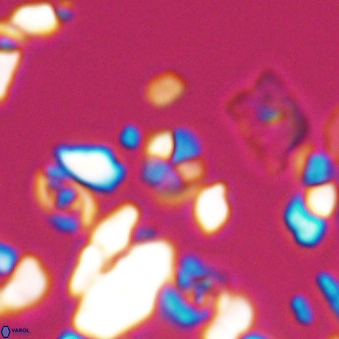 Braarudosphaera wendleriae 13178