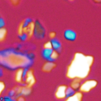 Braarudosphaera wendleriae 13180