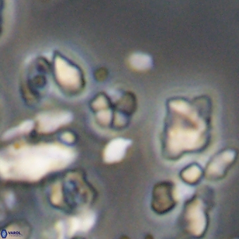 Braarudosphaera wendleriae 13181