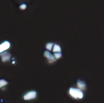 Braarudosphaera wendleriae 13192