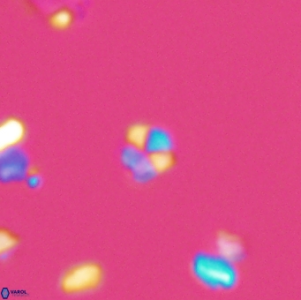 Braarudosphaera wendleriae 13193