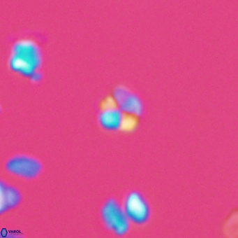 Braarudosphaera wendleriae 13194