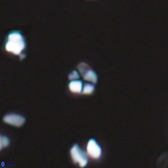 Braarudosphaera wendleriae 13195