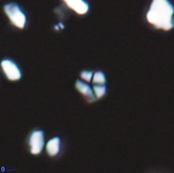 Braarudosphaera wendleriae 13196