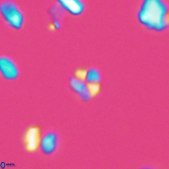 Braarudosphaera wendleriae 13197