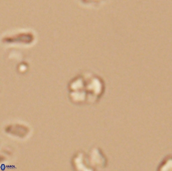 Braarudosphaera wendleriae 13198