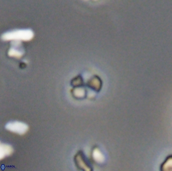 Braarudosphaera wendleriae 13199