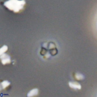 Braarudosphaera wendleriae 13200