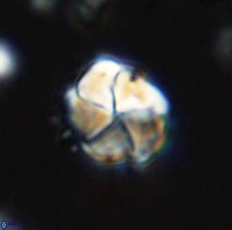 Braarudosphaera turbinea 42583