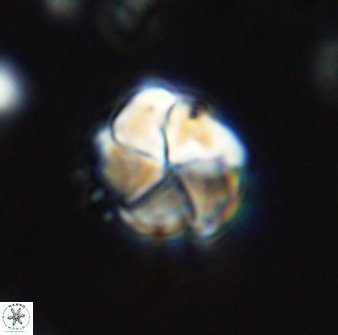 Braarudosphaera turbinea 42583