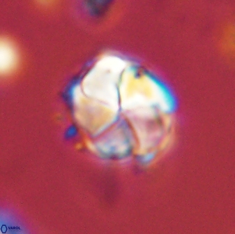 Braarudosphaera turbinea 42584