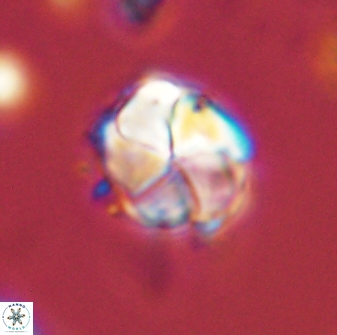 Braarudosphaera turbinea 42584