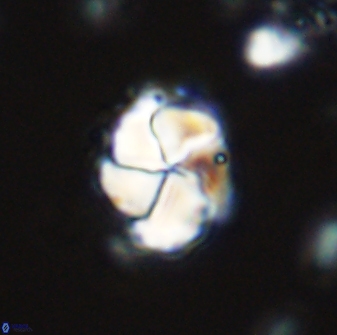 Braarudosphaera turbinea 42586