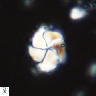 Braarudosphaera turbinea 42586