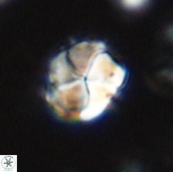 Braarudosphaera turbinea 42587