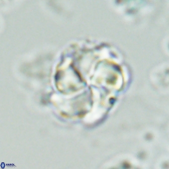 Braarudosphaera turbinea 42589