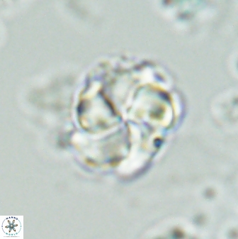 Braarudosphaera turbinea 42589