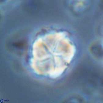Braarudosphaera turbinea 42590