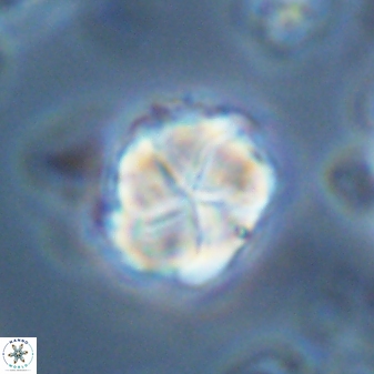 Braarudosphaera turbinea 42590