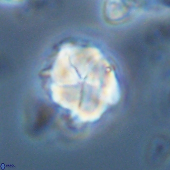 Braarudosphaera turbinea 42591